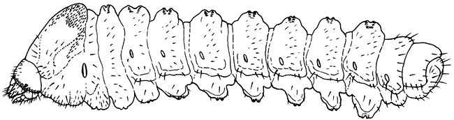 Cerambycidae: Oberea tripunctata (Swederus) larva