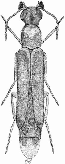 Lymexylidae: Lymexylon navale (L.)