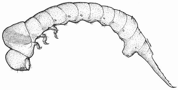 Lymexylidae: Hylecoetus dermestoides (L.)