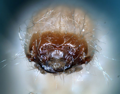 Ptininae: Gibbium psylloides (Czempinski) larva, head