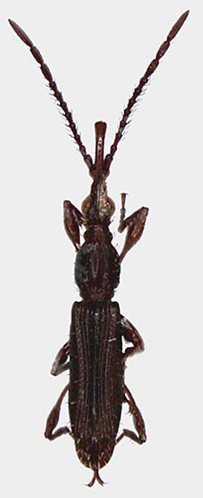 Brentidae: Brentidae sp.
