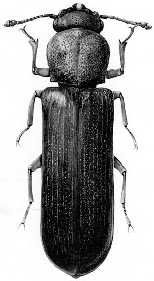 Bostrichidae: Lyctus planicollis LeConte