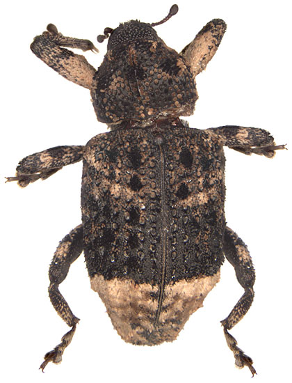 Curculionidae: Cryptorhynchus lapathi (L.)