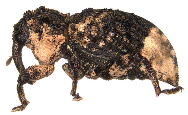 Curculionidae: Cryptorhynchus lapathi (L.)