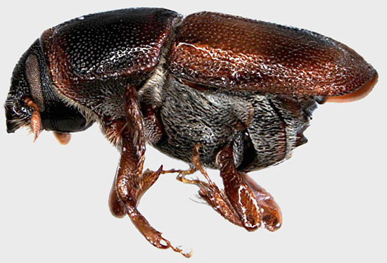 Curculionidae: Scolytus sp.