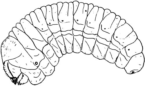 Curculionidae: Scolytus sp. larva, lateral view