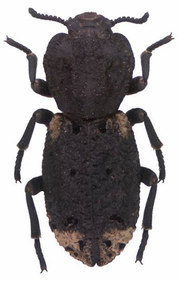 Zopheridae: Phloeodes diabolicus (LeConte)