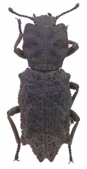 Zopheridae: Verodes zunilensis (Champion)