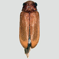 Anobiidae: Ernobius hirsutus White