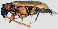 Anobiidae: Ernobius hirsutus White