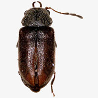 Anobiidae: Ozognathus cornutus (LeConte)