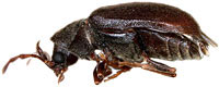 Anobiidae: Ozognathus cornutus (LeConte)