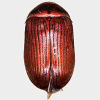 Anobiidae: Xyletinus sp.