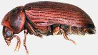Anobiidae: Xyletinus sp.
