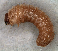 Anobiidae: Ernobius sp. larva