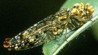 Buprestidae: Anadora cupriventris Obenberger