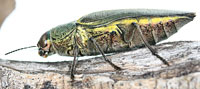 Buprestidae: Hippomelas mexicanus (Laporte & Gory)
