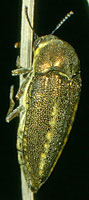 Buprestidae: Neojulodis vitipennis (Fåhraeus)
