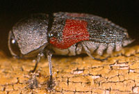 Buprestidae: Paratyndaris robusta (Dozier)