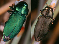 Buprestidae: Sphaerobothris platti (Cazier)