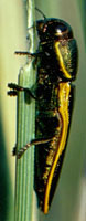 Buprestidae: Thrincopyge ambiens (LeConte)