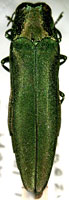 Buprestidae: Agrilus planipennis Fairmaire (emerald ash borer)