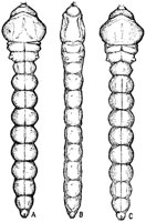 Buprestidae: Anthaxia aeneogaster (Gory & Laporte) larva in three views