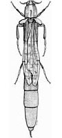 Lymexylidae: Atractocerus brevicornis (L.)
