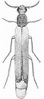 Lymexylidae: Australymexylon fuscipennis (Lea)
