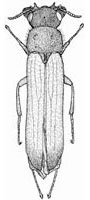 Lymexylidae: Hylecoetus dermestoides (L.)