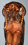 Lymexylidae: Lymexylid sp., head, ventral view