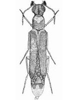 Lymexylidae: Lymexylon navale (L.)