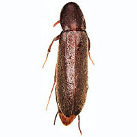 Lymexylidae: Melittomma sericeum (Harris)