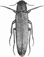 Lymexylidae: Melittomma sericeum (Harris)