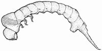 Lymexylidae: Hylecoetus dermestoides (L.) larva