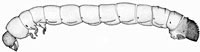 Lymexylidae: Melittomma sericeum (Harris) larva