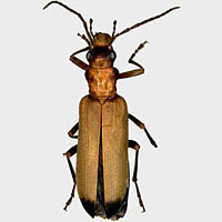 Oedemeridae: Nacerdes melanura (L.)