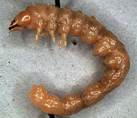 Oedemeridae: Nacerdes melanura (L.) larva
