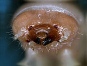 Oedemeridae: Nacerdes melanura (L.) larva, head