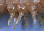 Oedemeridae: Nacerdes melanura (L.) larva, forelegs