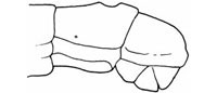 Oedemeridae: Nacerdes melanura (L.) larva, terminal abdominal segments