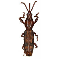 Brentidae: Arrenodes minutus (Drury) female