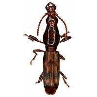 Brentidae: Arrenodes minutus (Drury) male