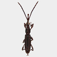 Brentidae: Brentidae sp.