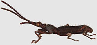 Brentidae: Brentidae sp.
