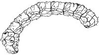 Brentidae: Eupsalis sp. larva