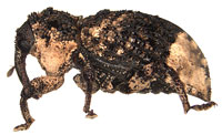 Curculionidae: Cryptorhynchus_lapathi (L.)