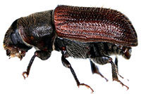 Curculionidae: Dendroctonus rufipennis (Kirby)