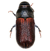 Curculionidae: Dendroctonus rufipennis (Kirby)