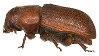 Curculionidae: Dendroctonus valens LeConte